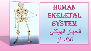 تركيب الجهاز الهيكليhuman skeletal system structure