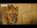 The making of a lion: Mathata’s journey | Big Cats 24/7 Series 2 - BBC