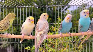 видео: ЛИХАЧ 2025 💥🔥💥ЛИХАЧ полный эпизод💥🔥💥 ЛИХАЧ новый сезон картинка: ЛИХАЧ 2025 💥🔥💥ЛИХАЧ полный эпизод💥🔥💥 ЛИХАЧ новый сезон