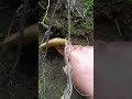 Picking mushrooms not only helps relieve stress but also allows you to experience the char
