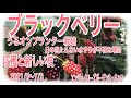 ブラックベリー　収穫と新しい枝　Hydroponics of blackberries@あみ