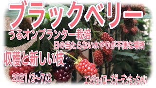 ブラックベリー　収穫と新しい枝　Hydroponics of blackberries@あみ