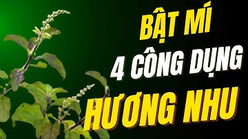 4 Công dụng tuyệt vời của cây hương nhu | Thảo Dược THAPHACO
