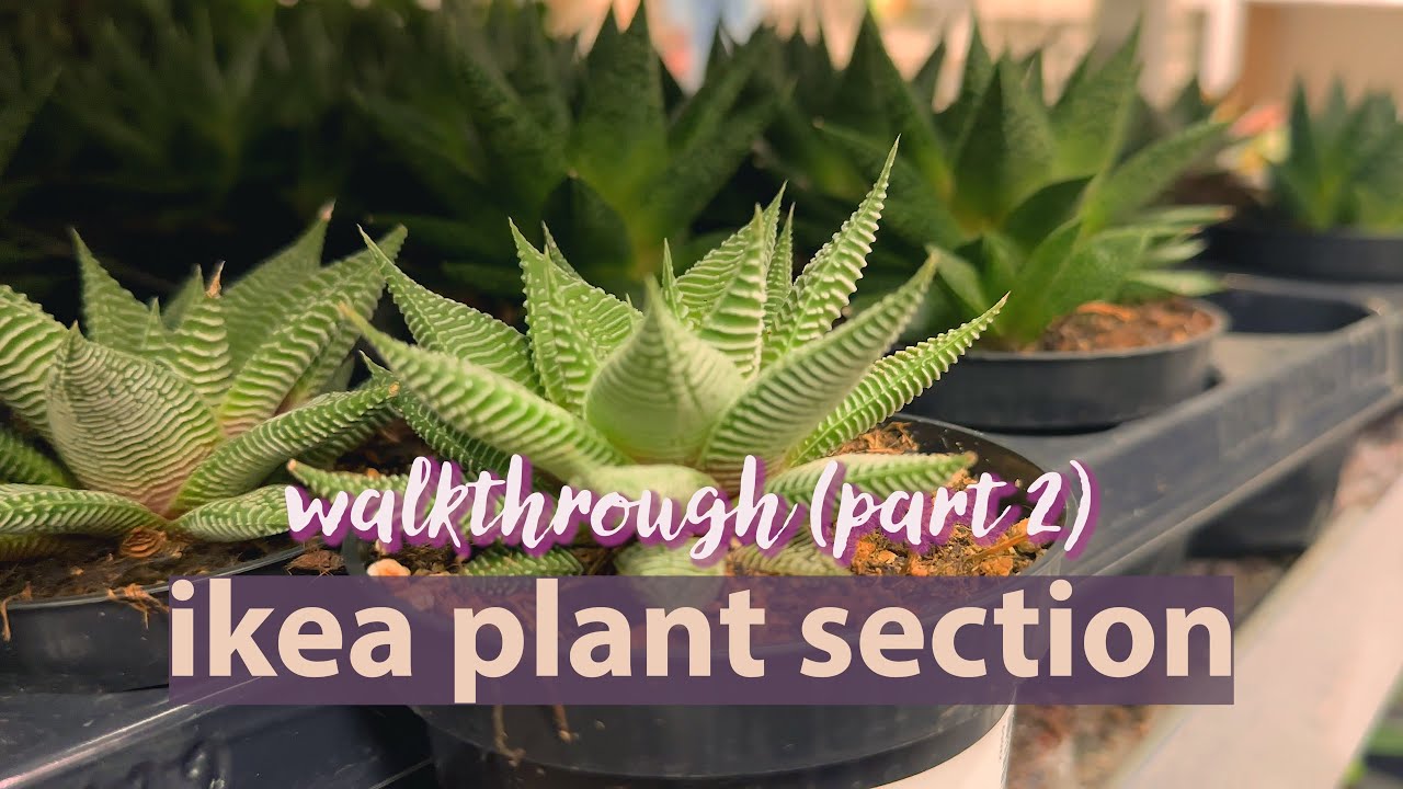 Small sized plants at Ikea Adelaide Winter 2023 (Part 2) #houseplants #ikea