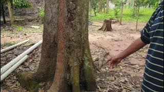 Kelebihan pokok durian kaki ganda: Fakta atau mitos