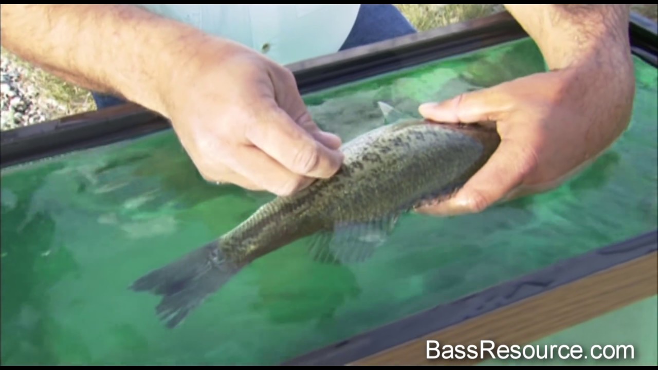 Fizzing A Bass, How To Fizz the Right Way