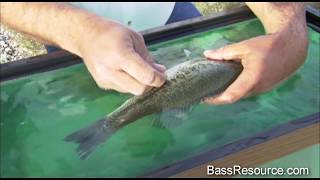 Fizzing A Bass | How To Fizz the Right Way | Bass Fishing