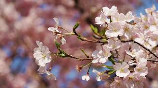 2026 横浜　保土ケ谷散策　桜が咲きました !!