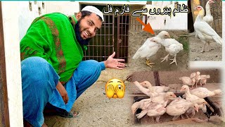 Garam Heera Aseel Se Farm Full Hugya