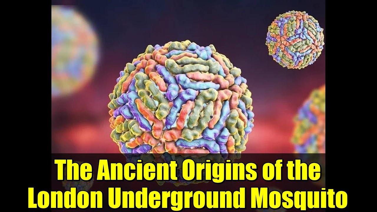 The Ancient Origins of the London Underground Mosquito