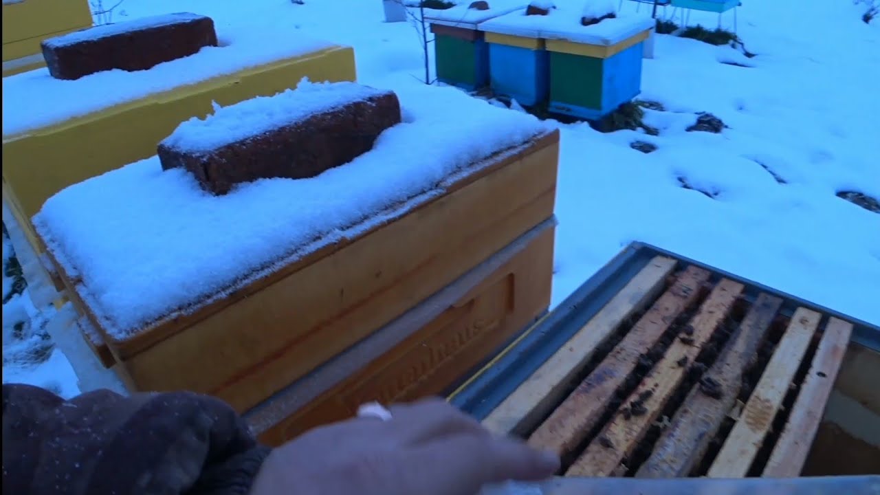 Ревизия пересаженных зимой пчёл - YouTube