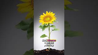 Sun Flower #timelapse #shorts