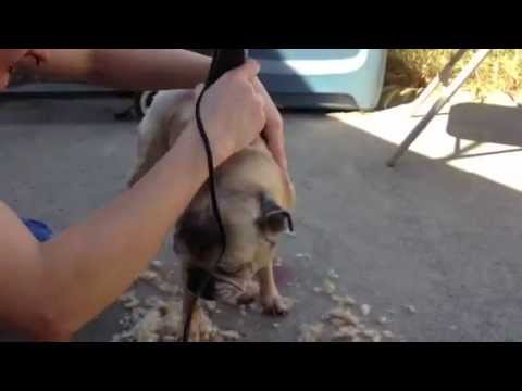 shaving a pug