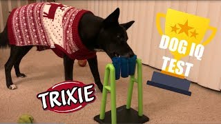Testing My Dog's Intelligence (A Very Difficult Dog Intelligence Puzzle Toy)
