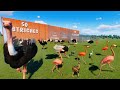 50 Ostriches Vs 50 Flamingos Animals Race In Planet Zoo Included Baby Ostrich Baby Flamingo