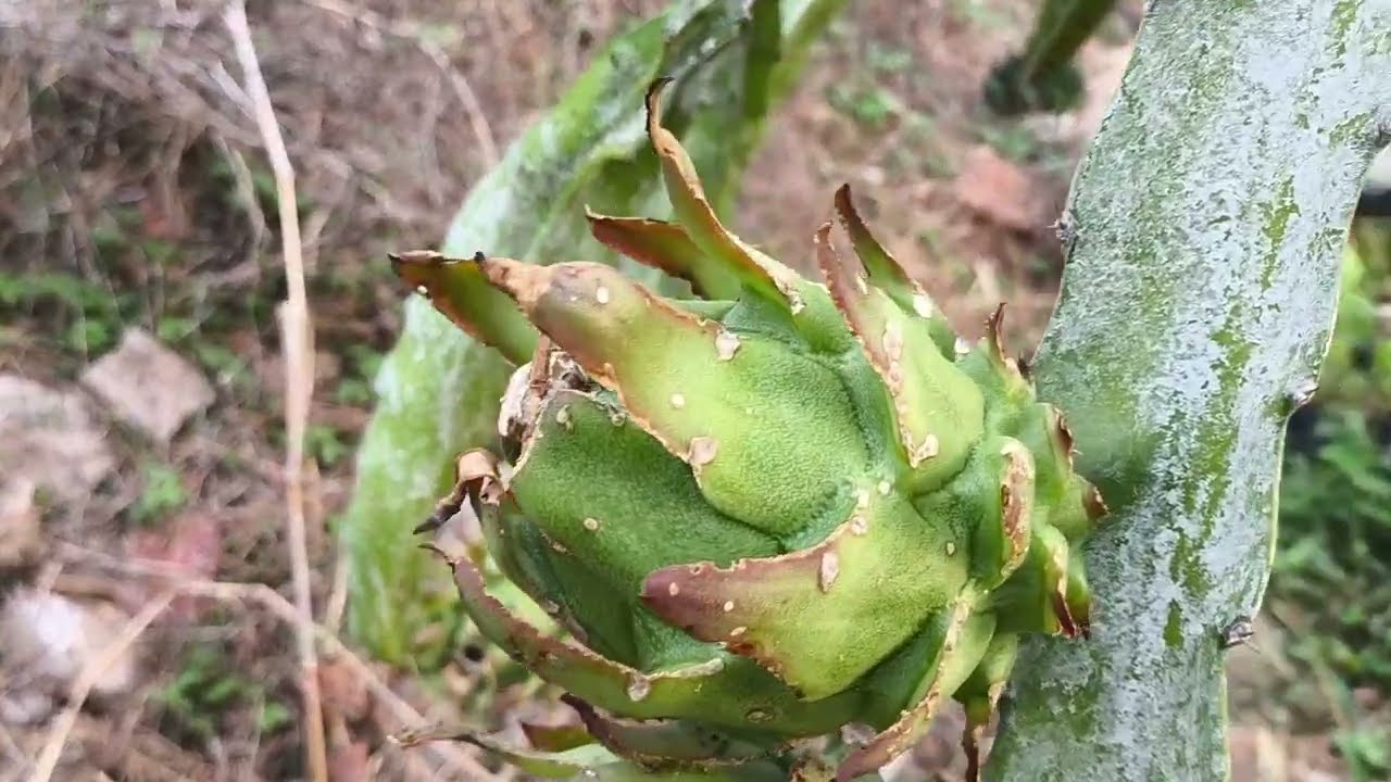 Pitaya: Veja as Variedades e Seus Estágios de Produção. Fev. 2026