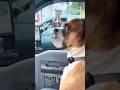 Dog Was Acting Crazy Till He Pulled Up 😭🐕
