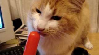 Aslan Eating A Popsicle