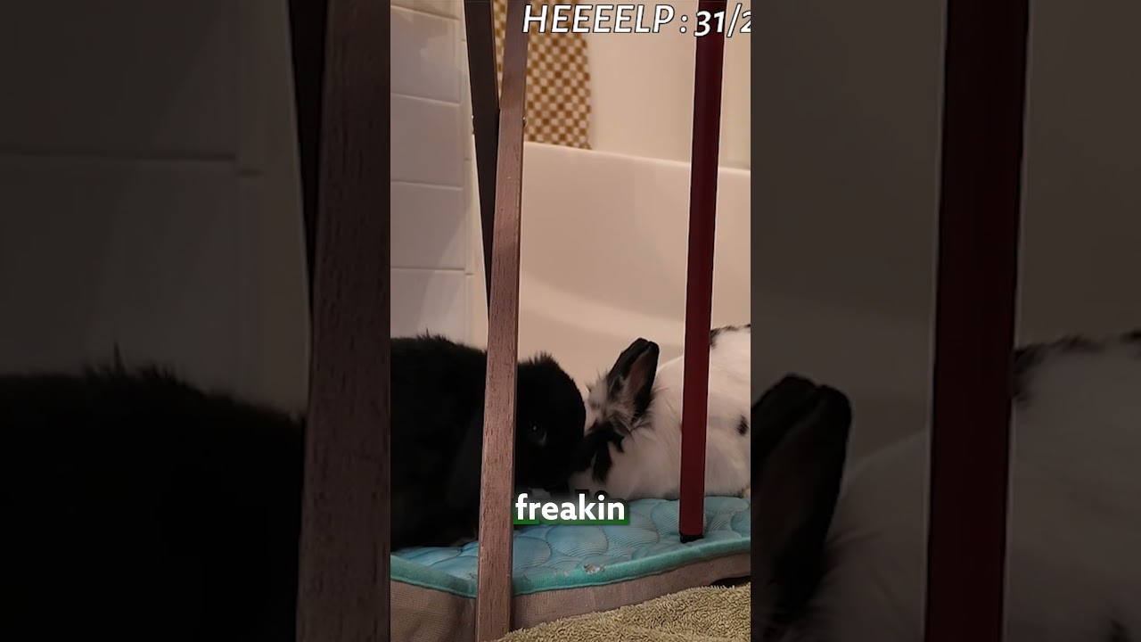 I Caught Them On Camera