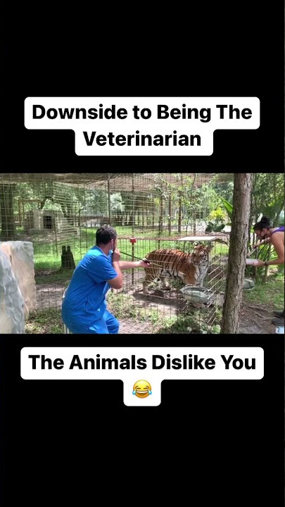Veterinarian Blowdarting a Tiger.