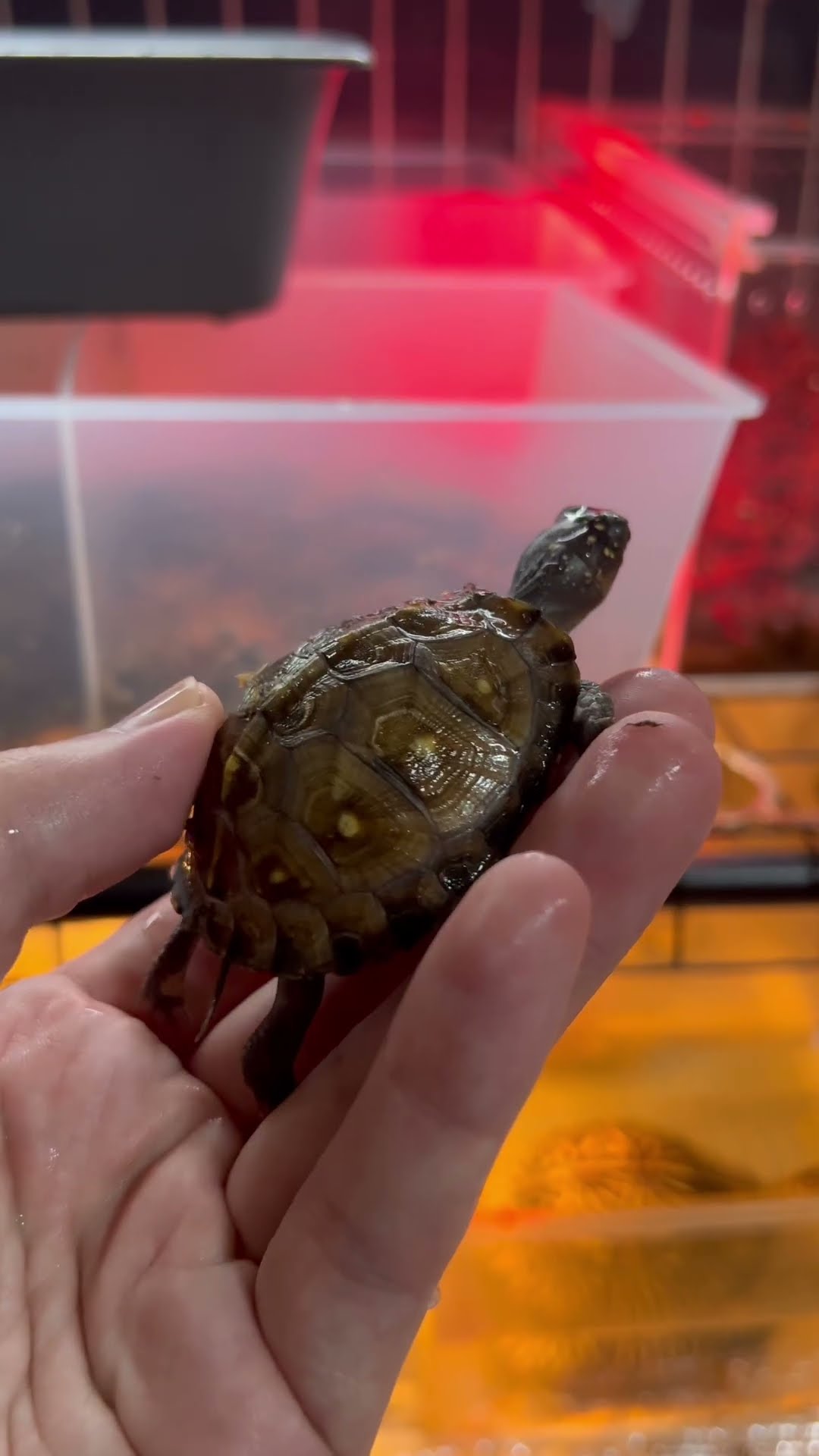 Gulf Coast Box Turtle 🟡 Yellow Type Growth Record 26.2 #Turtle