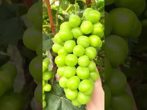Shine Muscut Green Grapes 🍇 |Best grapes |Exotic Fruit #nature #shorts by Fruits & Nature