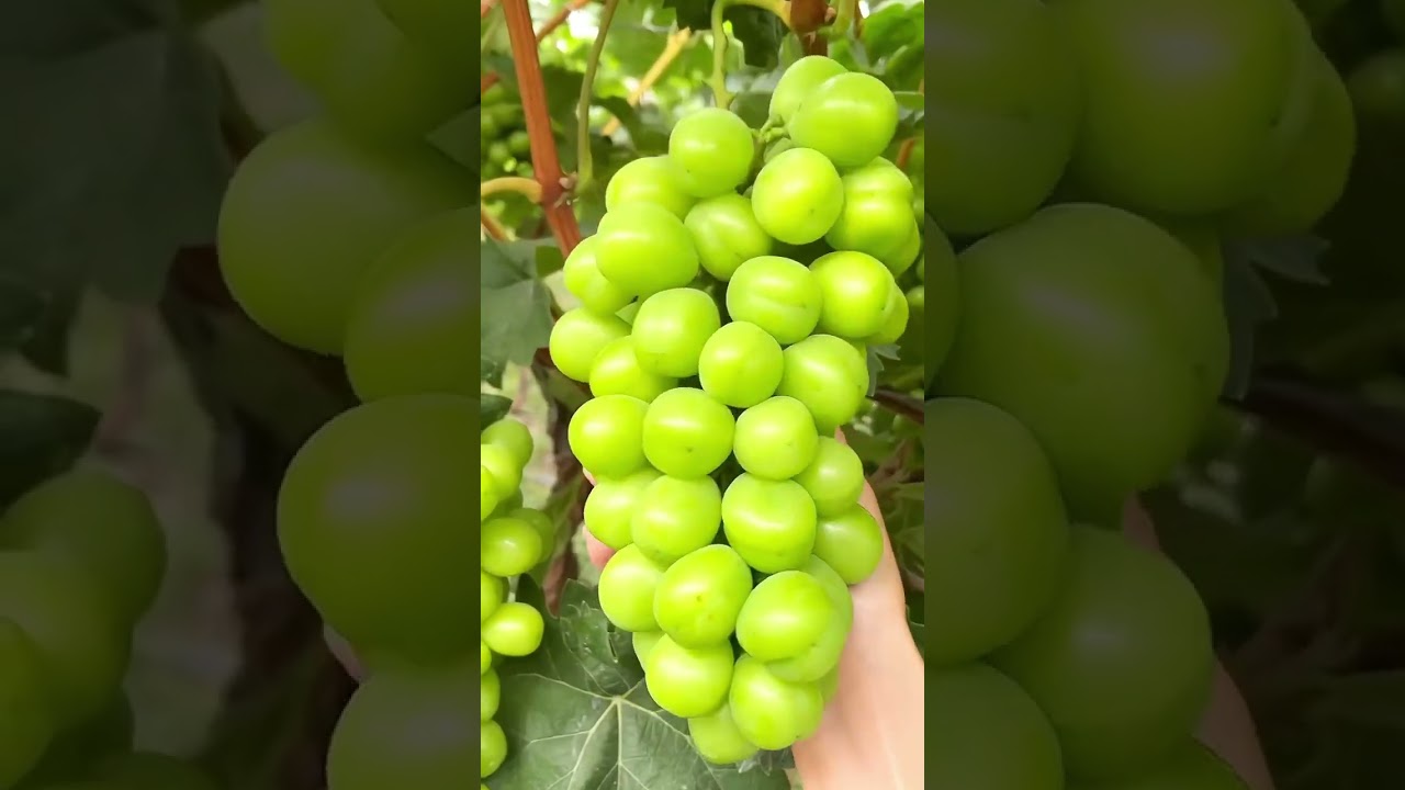 Shine Muscut Green Grapes 🍇 |Best grapes |Exotic Fruit #nature #shorts