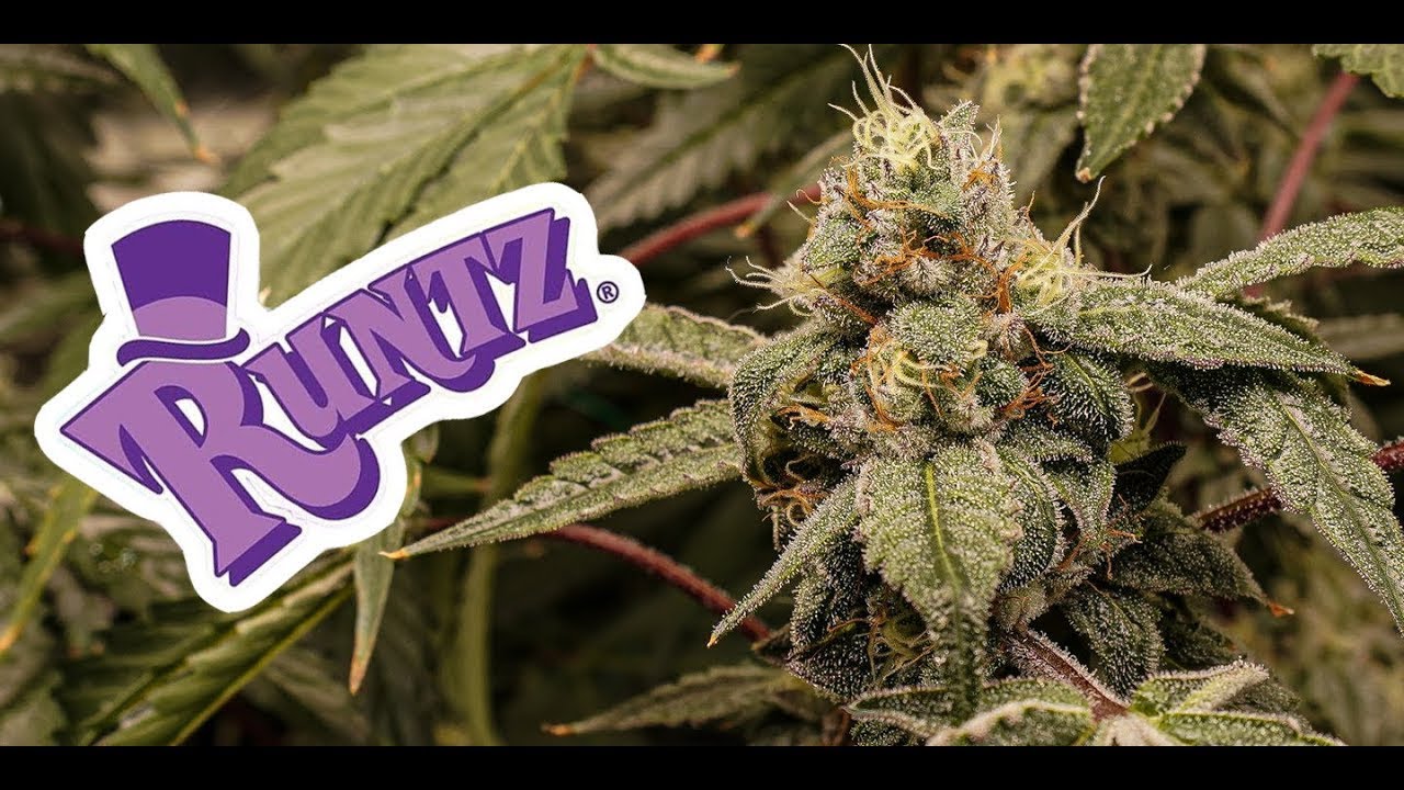 8 Feet of Top Shelf Home Grown Cannabis  - How to Grow Weed legally