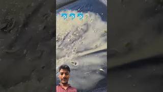 #fishing #fishlovers #fish #fish #fishfarming #freefiregaming #fishing #fish# funny #video