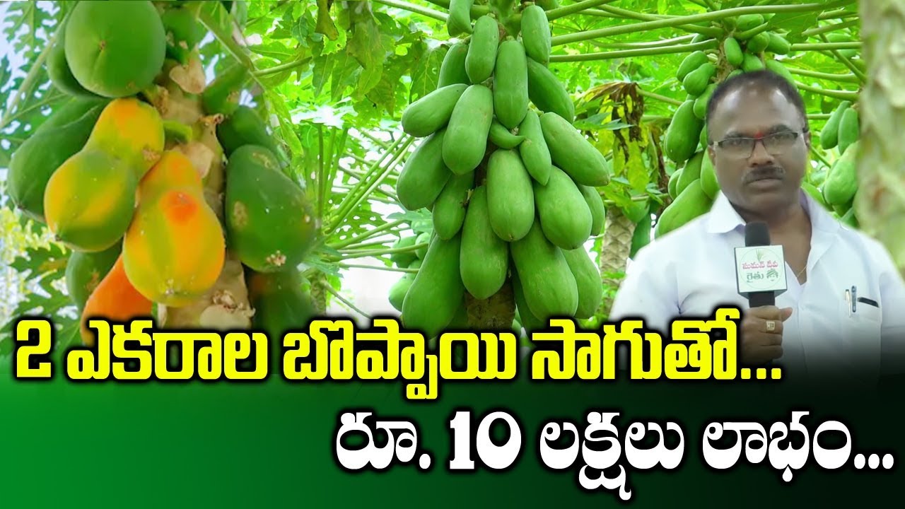 Huge Profits With Papaya Crops Seasonal Profit Crops Sudarshan