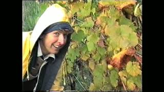 Traubenernte in Rauenthal im Jahr 2000