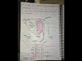 Dialysis (Notes) in Renal System #dialysis#medicalsurgicalnursing#renaldisease#renaldisorder