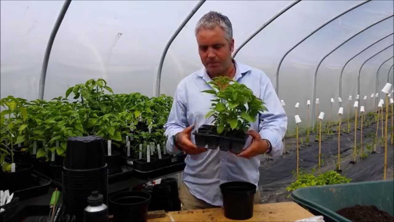 How to Pot (Potting) up a Chilli Pepper Plant Easy Guide 🌱🌶 YouTube