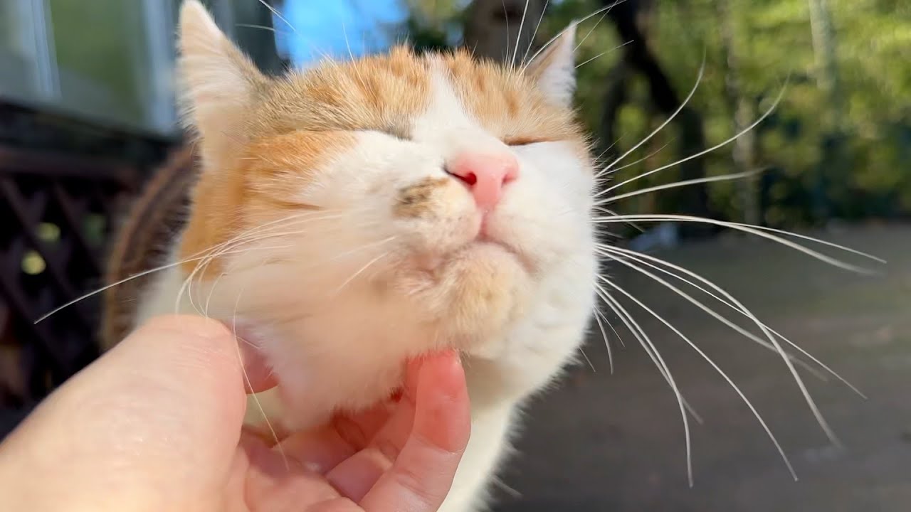 おしゃべりしながらお庭散策する猫