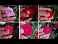 मिनी गुलाम मे यह काम जरूर करना | mini rose full care tip |