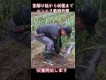 にんにく栽培～雪解け後から収穫までのショート動画：2024年版