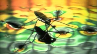 What Are Water Striders? (Mr. Wizard)