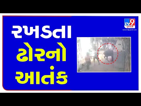 Caught on CCTV: Stray cattle charges woman in Jamnagar, woman hospitalized| TV9News