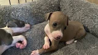 italian greyhound puppies 4 weeks