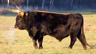 5 Cattle Breeds Closest To Wild Ancestors - Living Aurochs Today
