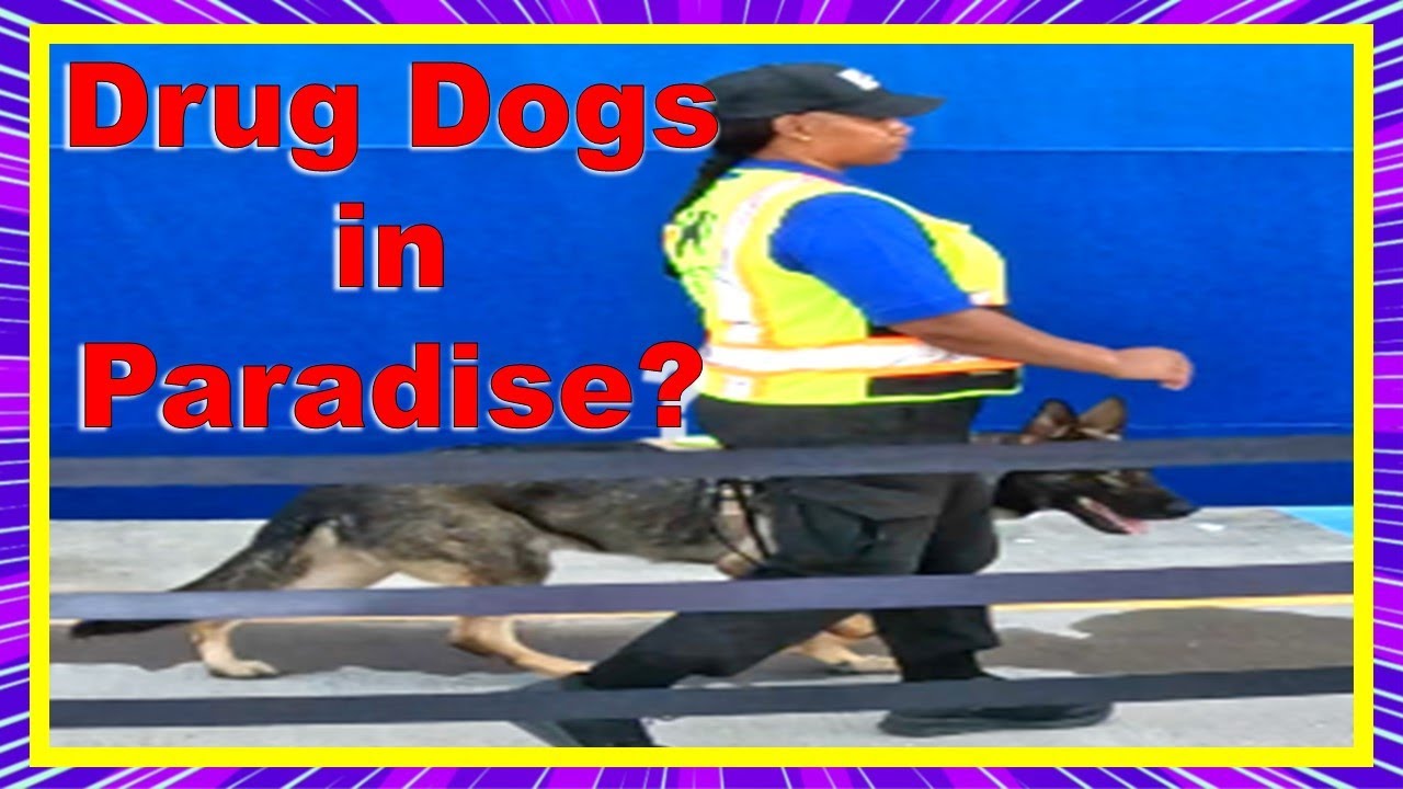 Carnival drug-sniffing dogs