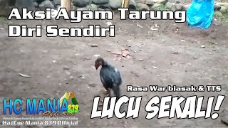 LUCU SEKALI! Aksi Ayam Tarung Diri Sendiri Versi Warbiasak GTV  \u0026 Tawa2 Santai