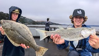 Nonstop Halibut & Striped Bass Action | Bay Area Fishing