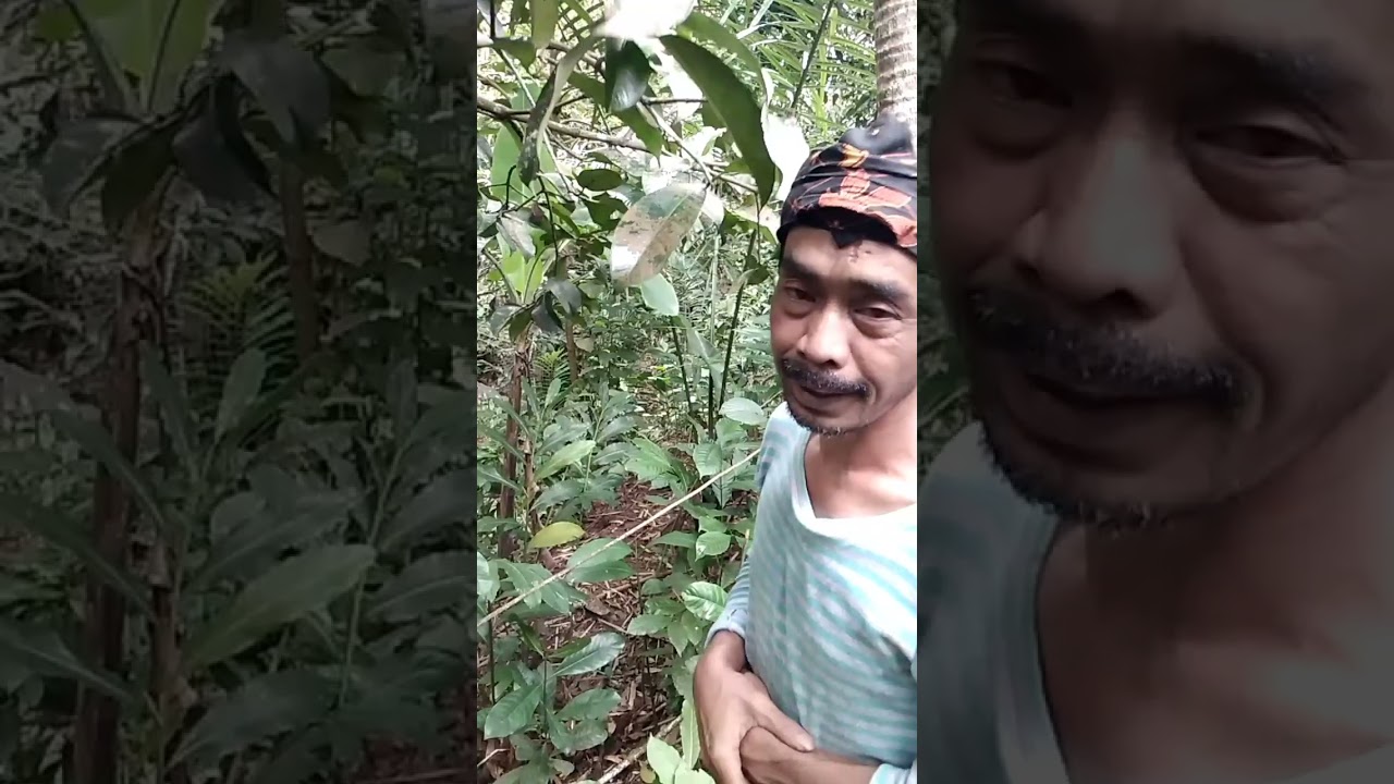 Nira tetap segar walaupun tidak ada daun manggis muda