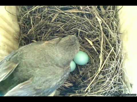 Bluebirds-Nest3-...