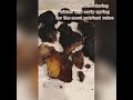Medicinal Benefits Of Chaga Mushroom 
