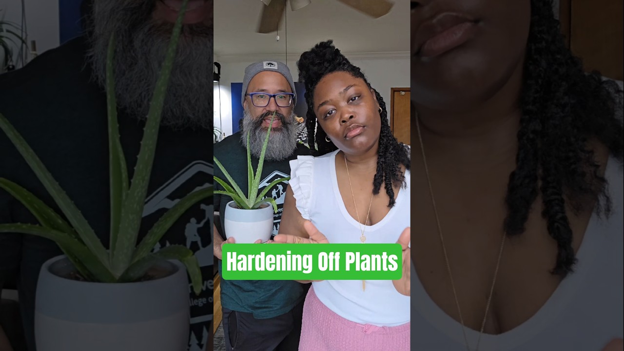 If you do this, your plant may experience shock 😲 #misfitsandmatcha