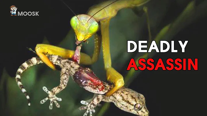 The Insane Biology of: The Praying Mantis | The Kung Fu Killers of the Insect Kingdom