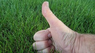 Zoysia Grass Pros, Cons and Tips