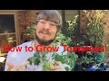 Growing Tomatoes! The Tips and Tricks I&#39;ve Learned Along the Way
